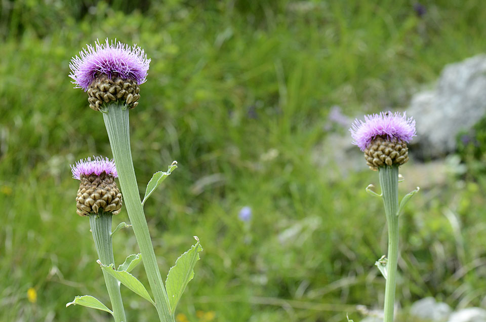 Rhaponticum hemeralpion  / Fiordaliso delle Alpi orientali